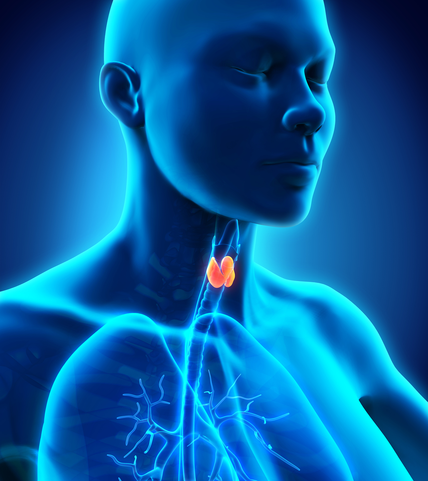 Human Thyroid Gland 1422x1600 000246